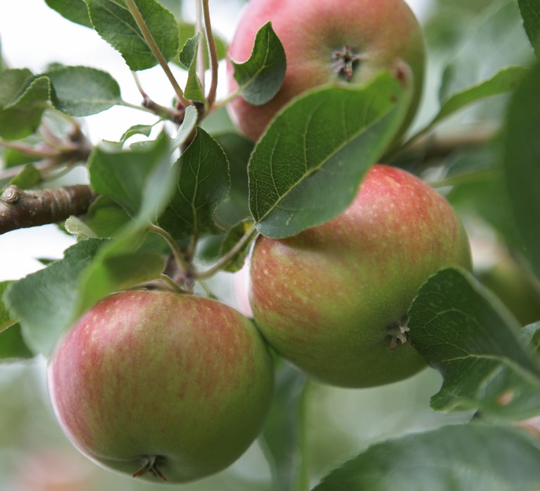Apple tree 'Discovery' and when to prune apple trees