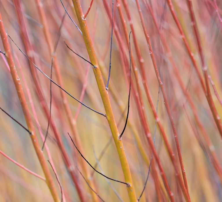 Stems of Salix alba 'Britzensis' in winter