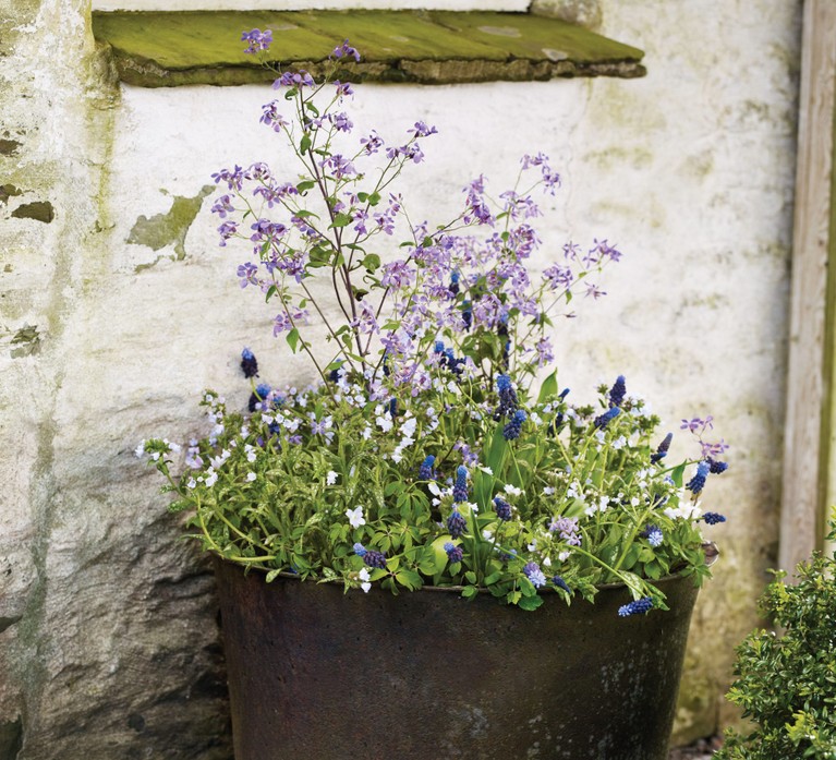 Kristy Ramage's choice for a Spring wild-like pot