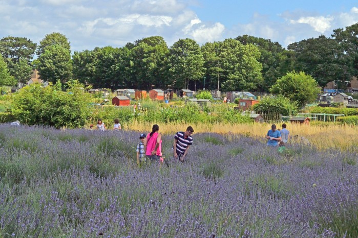 Carshalton Lavender farm