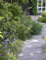 The Millboard boardwalk is laid flush with the reclaimed York stone paved area by the house and they share the same soft, beige tones, for a seamless sense of flow. The vivid blues of Campanula persicifolia and Geranium Rozanne (= ‘Gerwat’) leap out against the rich-green foliage