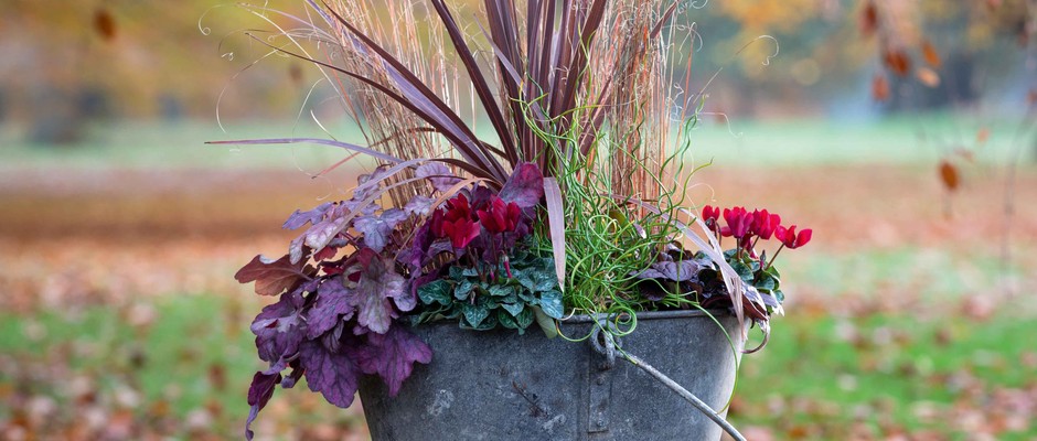 Pots of Style by Jenny Barnes, Head Gardener