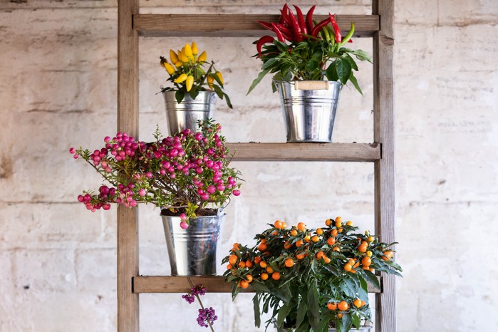Container display of chillies and ornamental plants on a ladder
