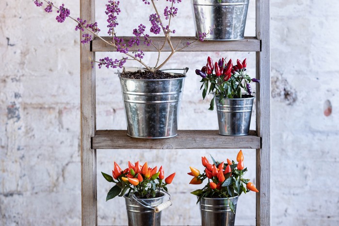 Container display of chillies and ornamental plants on a ladder