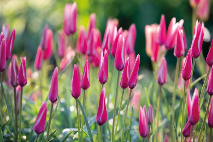 Tulipa 'Peppermintstick'