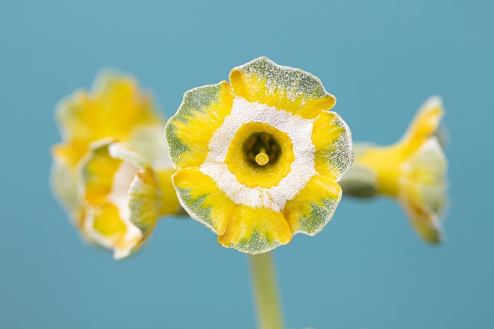 Primula auricula Woottens Ragged Canary