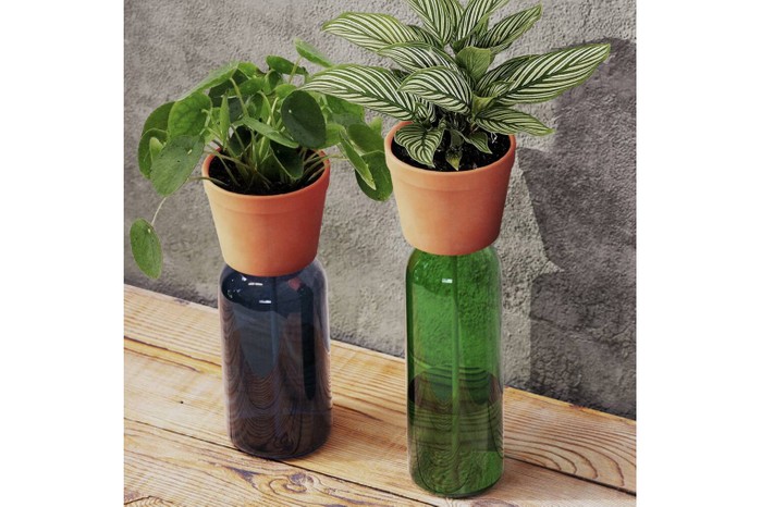 Self Watering Teracotta Bottle Planters on a wooden table