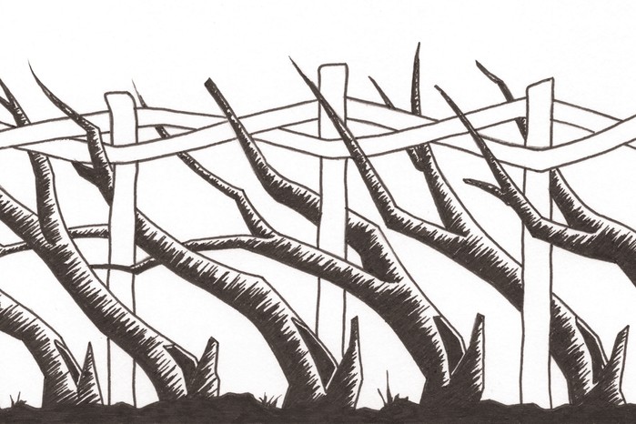 Traditional county styles of hedgelaying