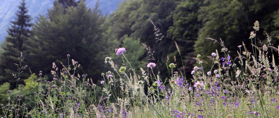 Wildflowers in Bohinj, Slovenia