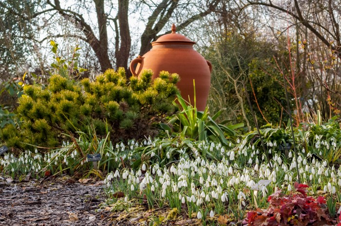 Snowdrops (Galanthus nivalis) in the Geoff Hamilton Winter Borders at Barnsdale Gardens. Large terracotta vase behind.