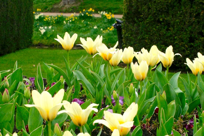 Tulip displays at Hever Castle