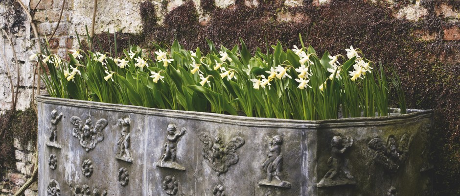 Container display using a mass-planting of daffodils