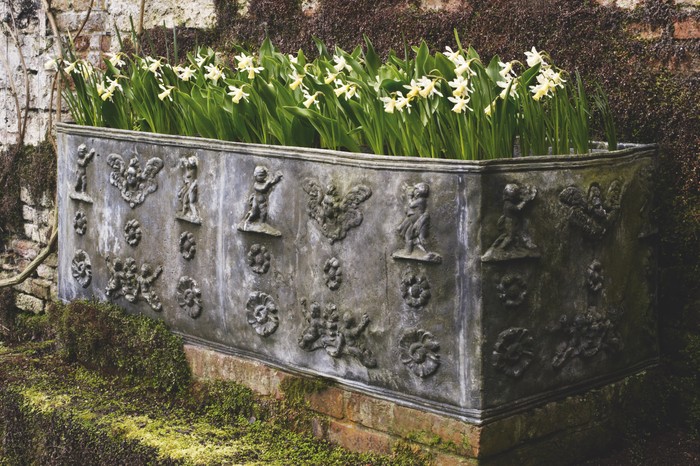 Container display using a mass-planting of daffodils