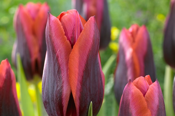 Tulipa Slawa