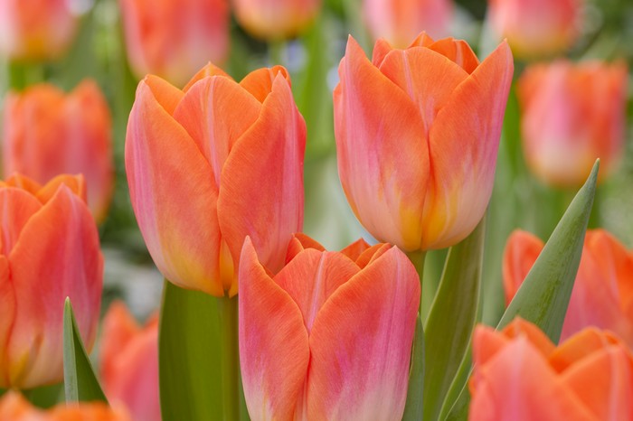Tulipa Sunrise Dynasty