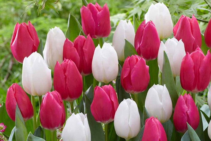 Tulip White Marvel