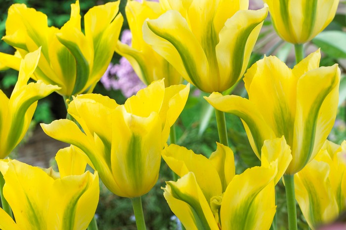 Tulipa Yellow Springgreen