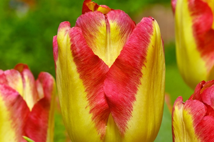 Tulip Cape Town