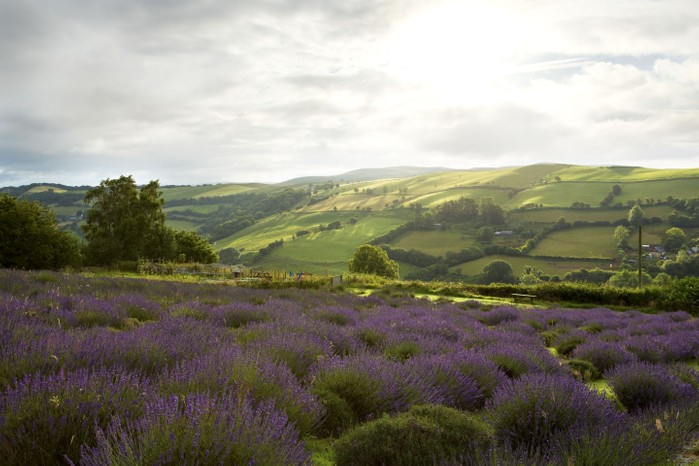 Welsh Lavender farm