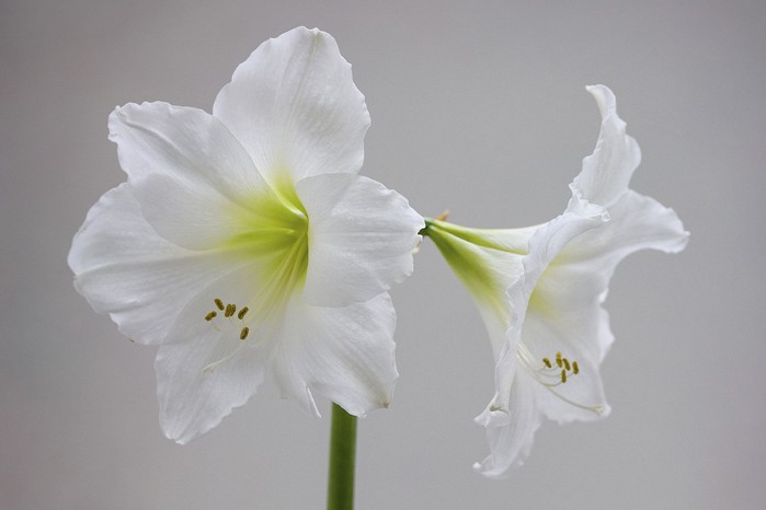 Hippeastrum ‘Christmas Gift’ There is no doubting the intended market for this cultivar. Like most amaryllis, they are treated to bloom early in the year and the large flowers, typical of the Galaxy Group, are pure glistening white with a green throat. 60cm.