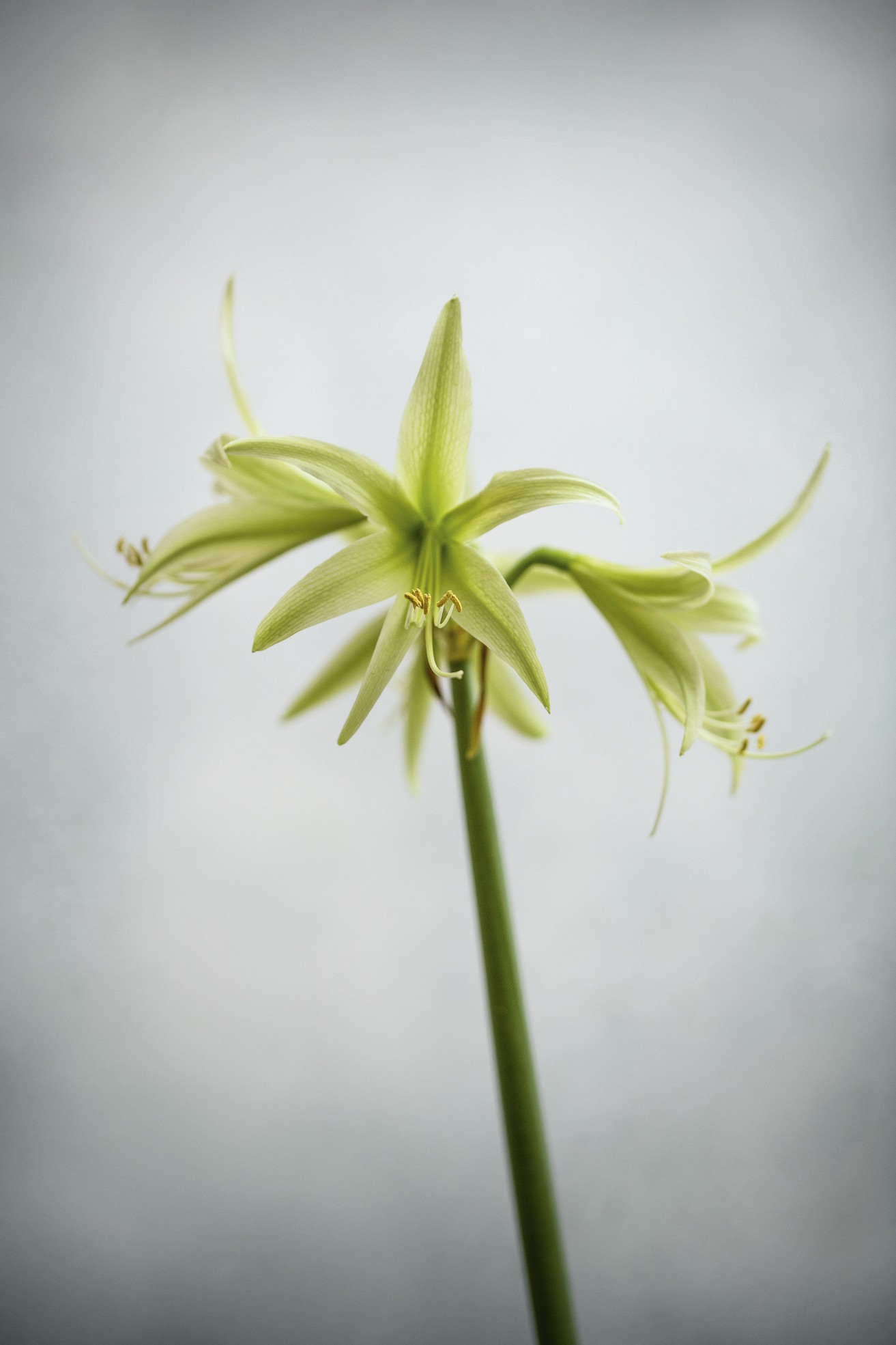  Hippeastrum ‘Evergreen’ Its narrow, flaring petals are lime green, becoming darker towards the centre of the flower, from where the green stamens protrude. It belongs to the Spider Group and must be one of the most subtle and stylish amaryllis. 50cm. AGM*. RHS H2.