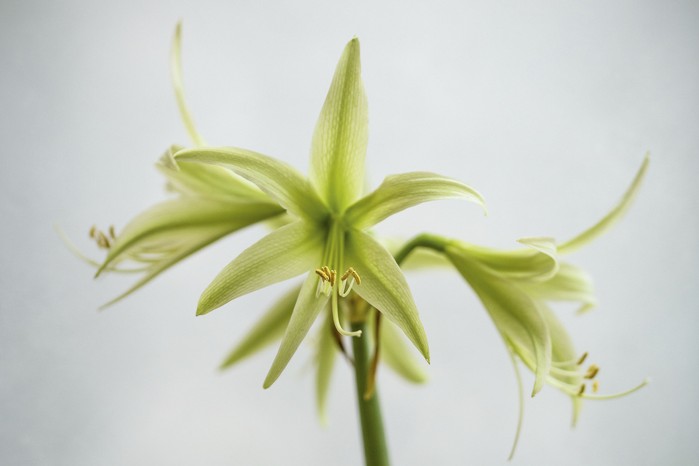 Hippeastrum ‘Evergreen’ Its narrow, flaring petals are lime green, becoming darker towards the centre of the flower, from where the green stamens protrude. It belongs to the Spider Group and must be one of the most subtle and stylish amaryllis. 50cm. AGM*. RHS H2.