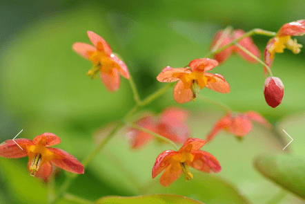 Epimedium × warleyense